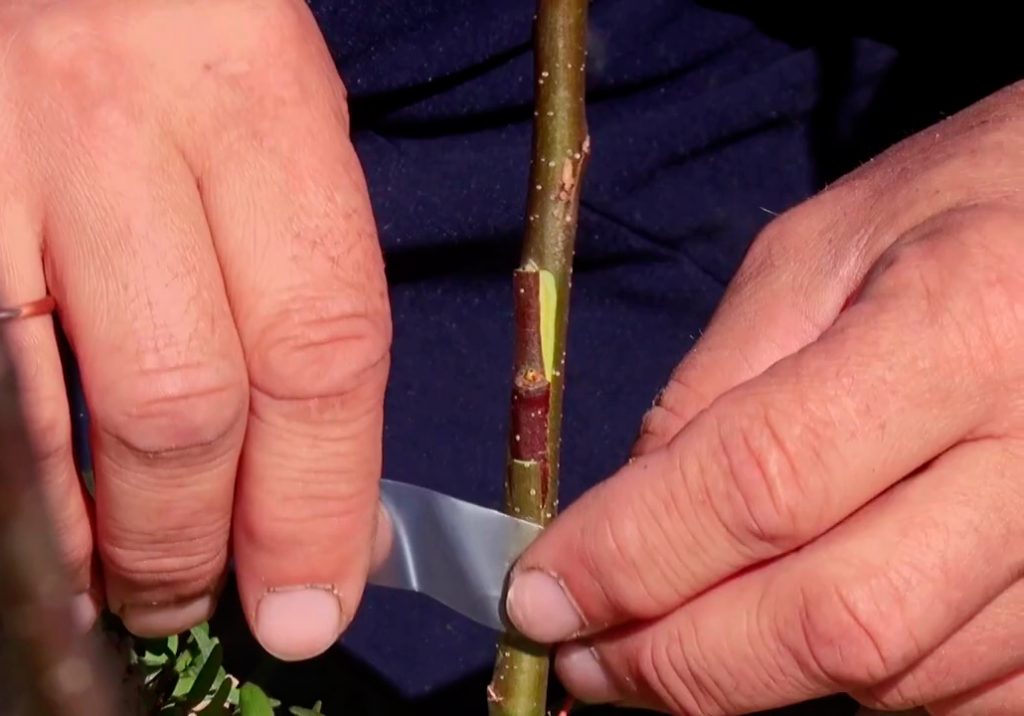 УО "Новогрудский ГАК". Мастер-класс "Способы вегетативного размножения плодовых культур"